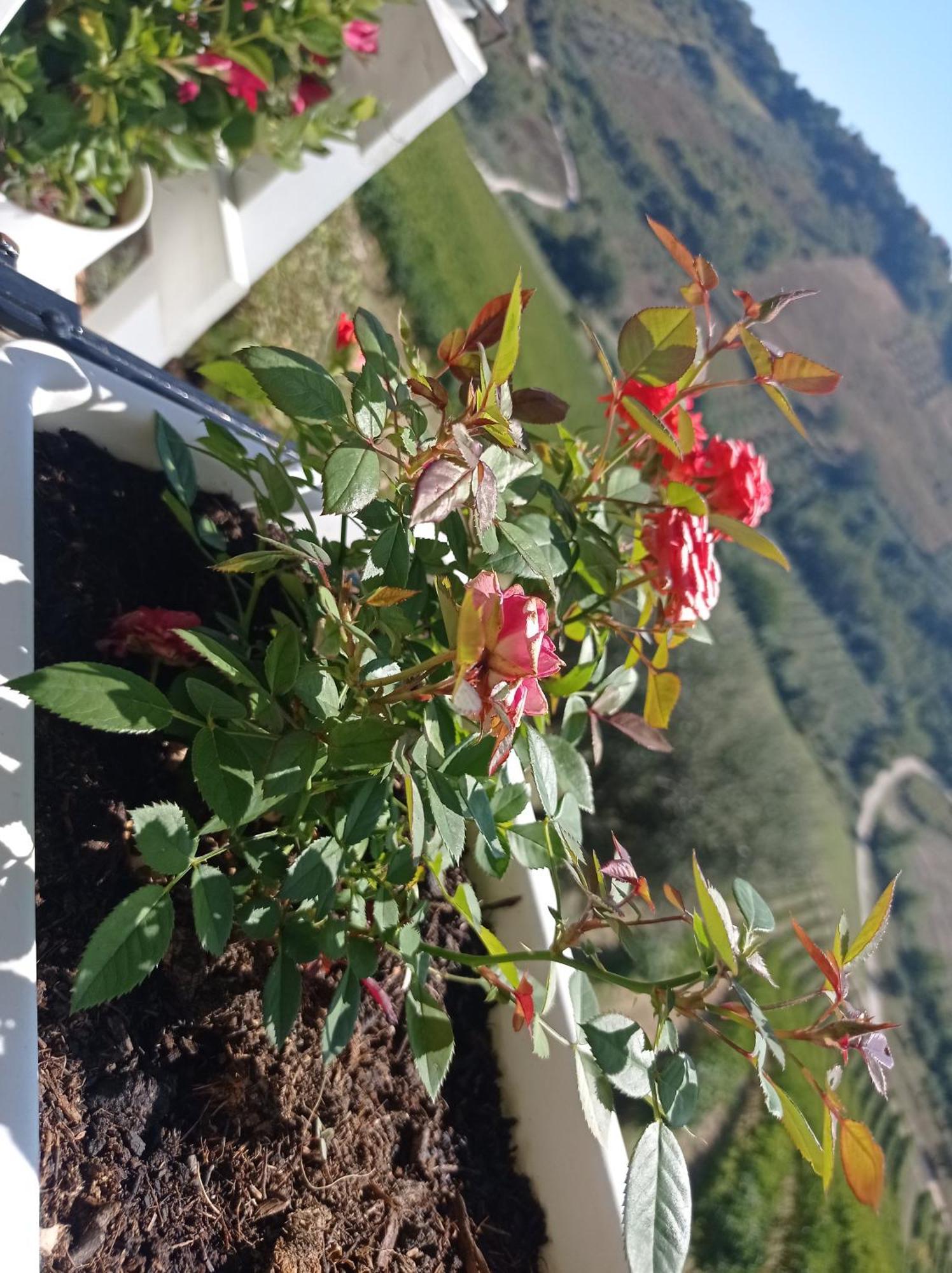 Affittacamere Acquarello Lapedona Esterno foto